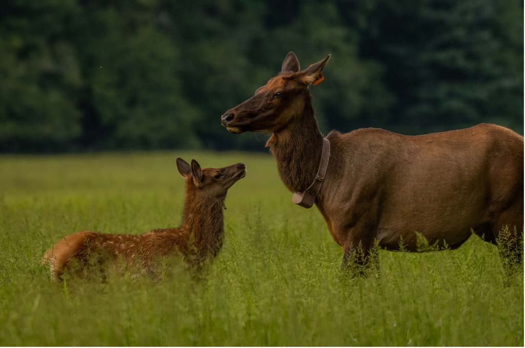 Cataloochee - Great Smoky Mountains National Park