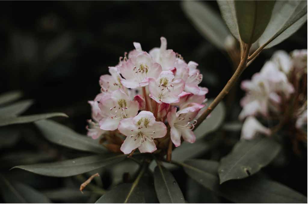 5 Reasons to Visit the Smokies in Spring