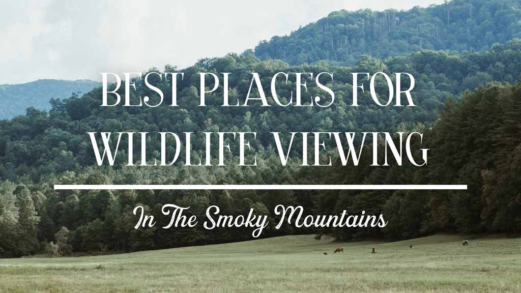 Best-Places-for-Wildlife-Viewing-in-the-Smoky-Mountains.jpg