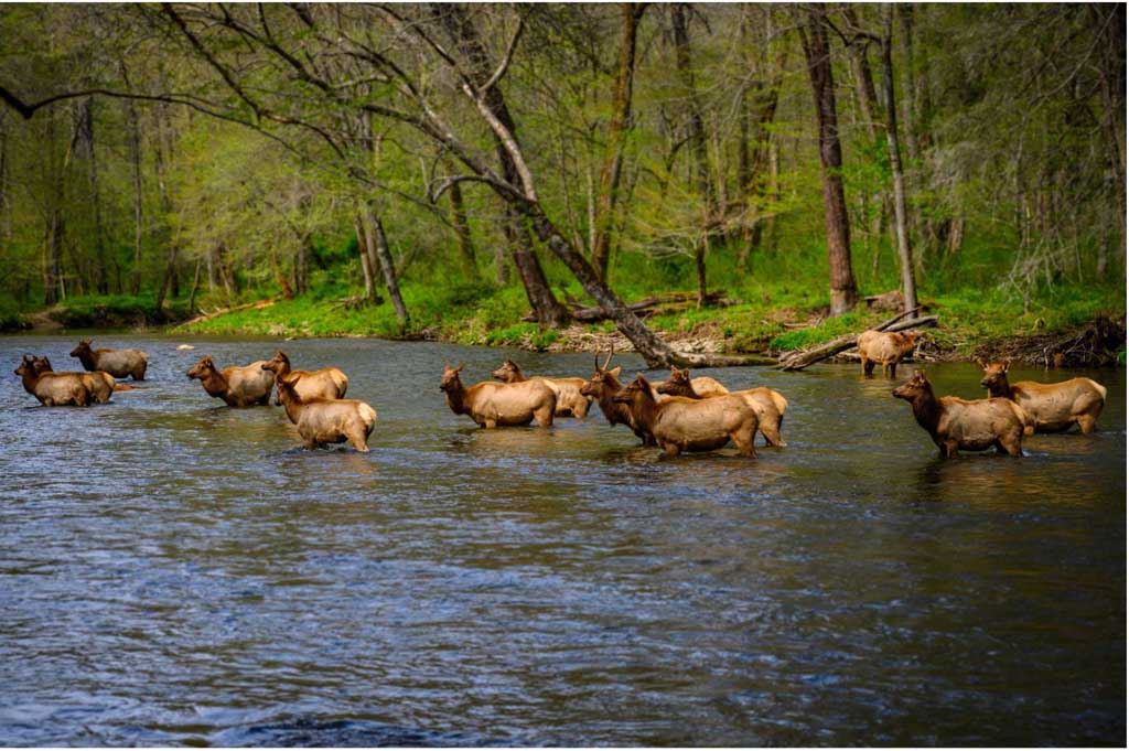 7 Beginner-Friendly Hikes in the Smoky Mountains