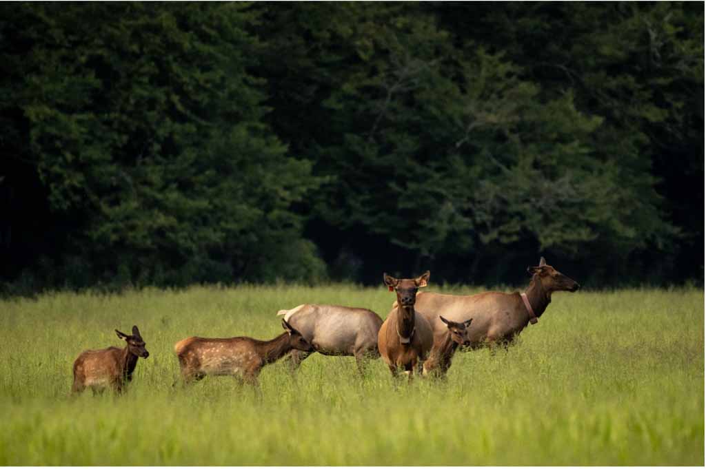 Best Places for Wildlife Viewing in the Smoky Mountains