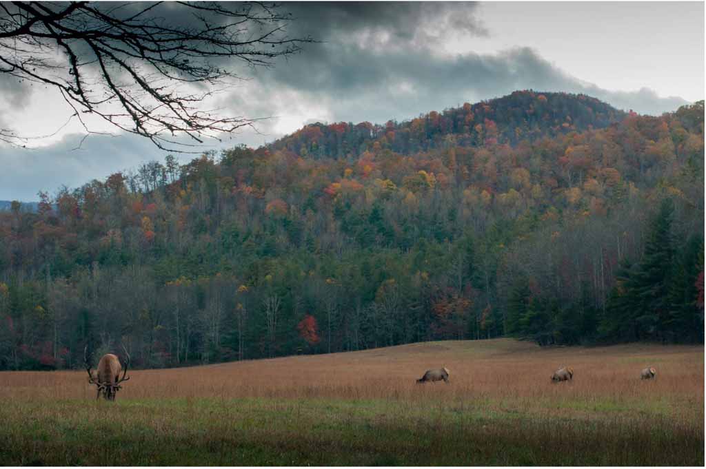 Best Places for Wildlife Viewing in the Smoky Mountains