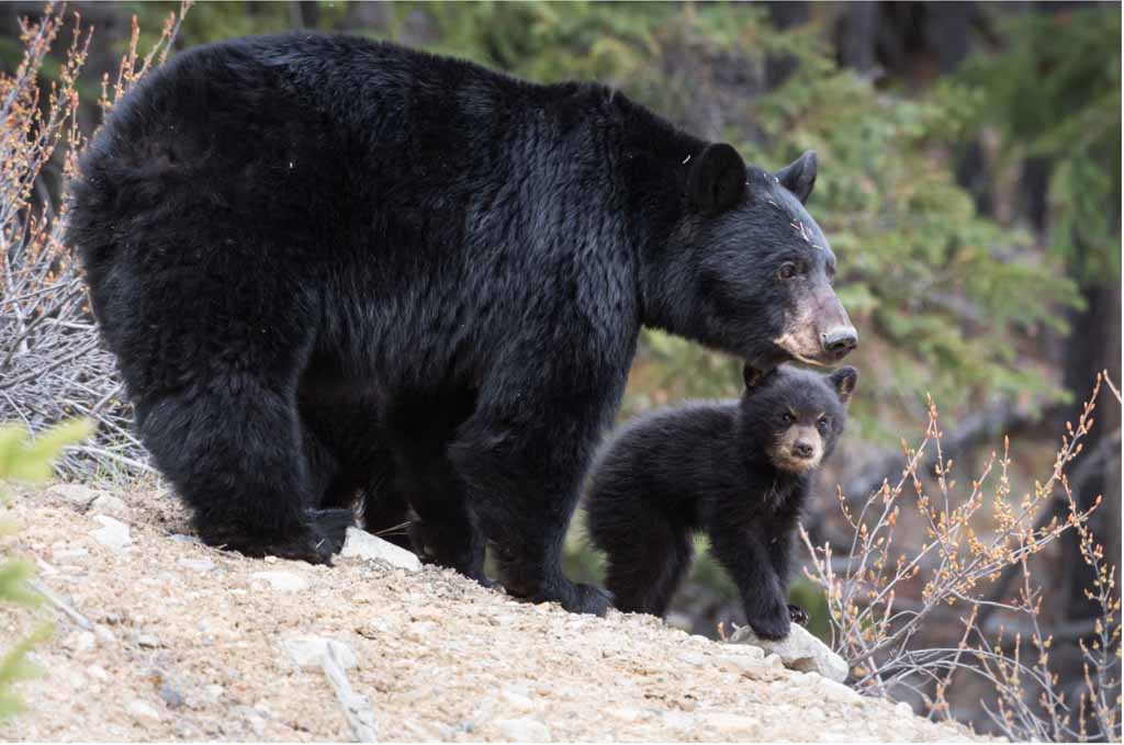 Non-Touristy Things to Do in the Smokies