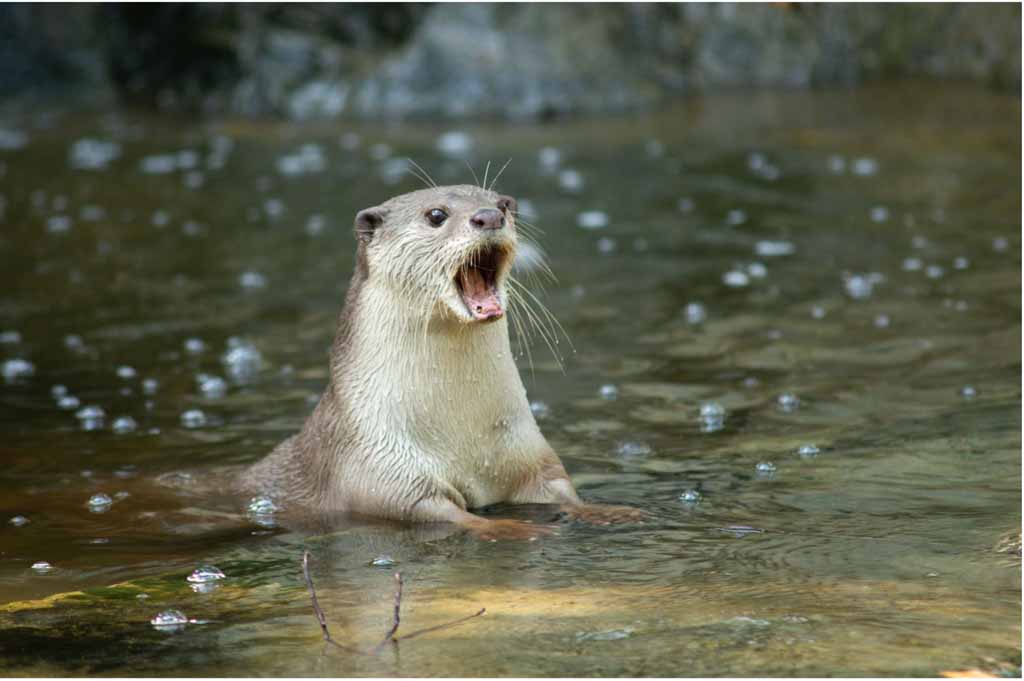 Best Places for Wildlife Viewing in the Smoky Mountains