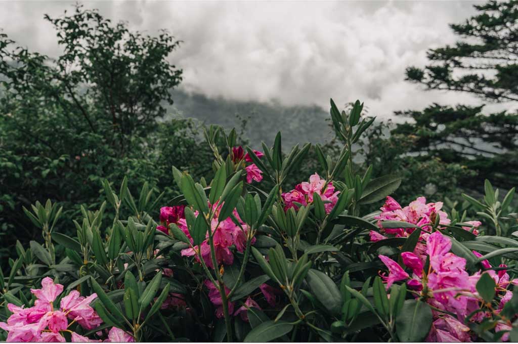 Discovering Hidden Gems - 5 Lesser-Known Trails of the Smokies