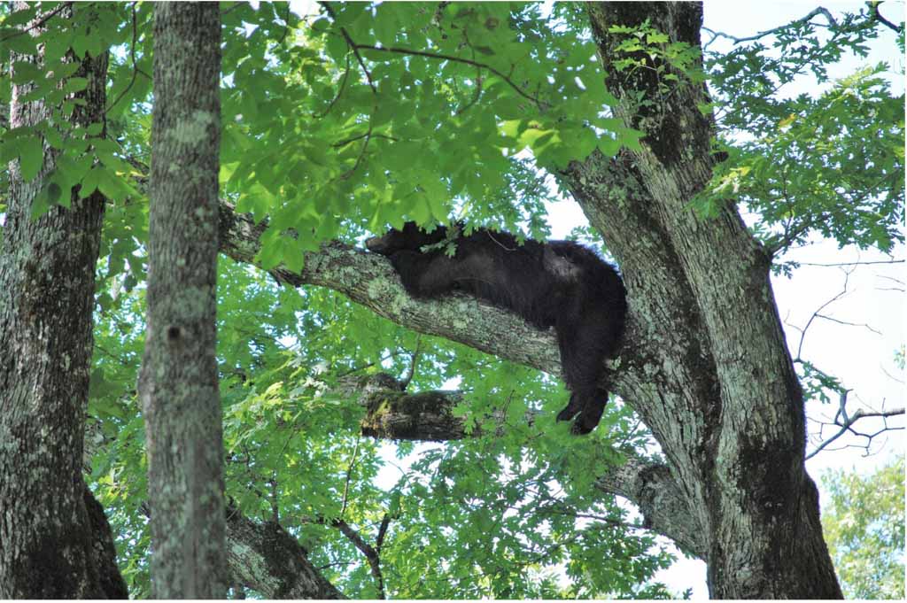 Best Places for Wildlife Viewing in the Smoky Mountains