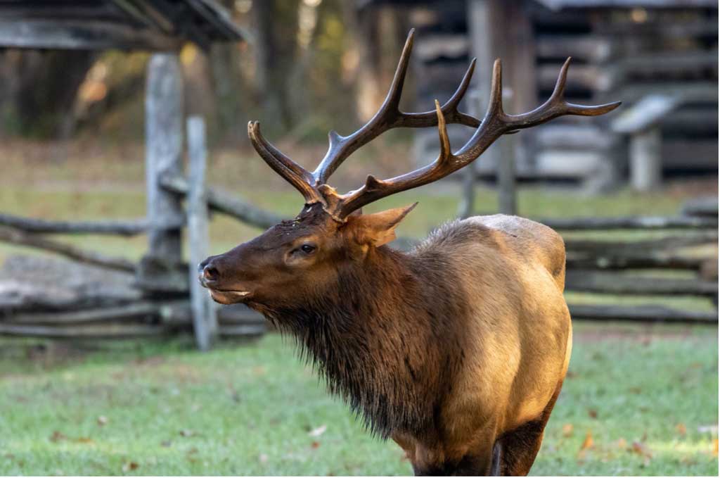 7 Unique Ways To Explore The Smoky Mountains